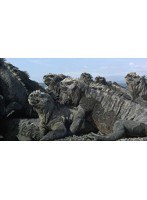 ワイルドライフ 進化の島 ガラパゴス ウミイグアナ 豊かな海に泳ぎ出せ　ドキュメンタリー