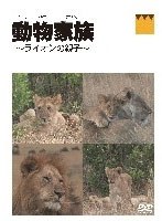 【クリックで詳細表示】動物家族 ～ライオンの親子～