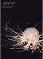  Healing Art JellyfishでDMMアフィリエイトツール