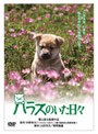  ハラスのいた日々 （期間限定）でDMMアフィリエイトツール