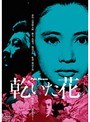  乾いた花でDMMアフィリエイトツール
