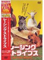 レーシング・ストライプス （期間限定）