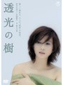  透光の樹でDMMアフィリエイトツール