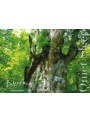  音のソノリティ ヒーリング・エディション「QUIET SLEEP」でDMMアフィリエイトツール
