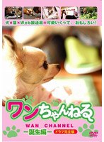 ワンちゃんねる-誕生編- ドラマ完全版