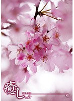 ～癒し～ Vol.9 桜