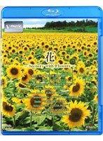 ��?Scenery with Flowers? V-music �ʥ֥롼�쥤�ǥ�������