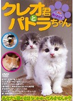 クレオ君とパトラちゃん「あなたも猫のまほうにかかってみませんか?」