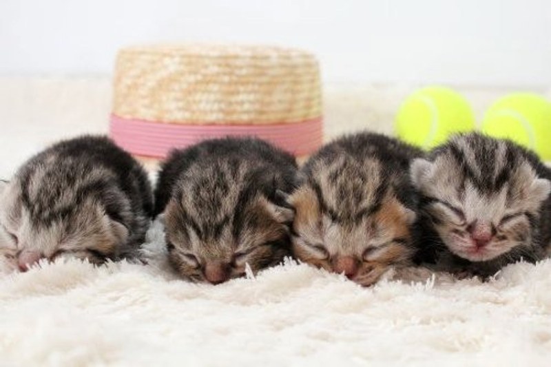 ふわねこ スターねこの仔猫たち