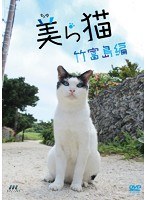 美（ちゅ）ら猫 竹富島編　趣味・教養