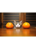 Eテレ0655 おれ、ねこBOOK（おれ、ねこDVD付き）　テレビ