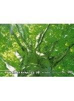 virtual trip 白神 （低価格化）　趣味・教養