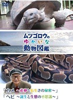 『ムツゴロウのゆかいな動物図鑑』シリーズ 「カメ～産卵と長生きの秘密～」「ヘビ～誕生と生態の不思議～」　テレビ