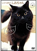 しゃべるねこ、しおちゃん　趣味・教養
