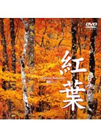 紅葉-もみじ-　趣味・教養
