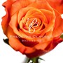 プレシャス・クラシックス（7）ブラビッシモ（初回限定盤）（SHM-CD）