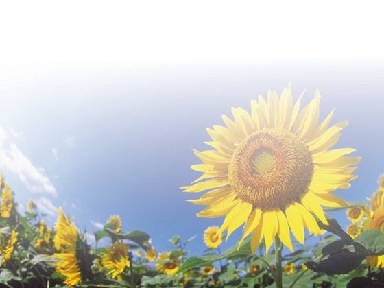 黄昏に揺れるポニーテール