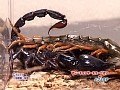 Dmm Com 世界最強虫王決定戦 国産カブトvsオオエンマハンミョウ 誇りを賭けた大死闘 Dvdレンタル