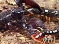 Dmm Com 世界最強虫王決定戦 国産カブトvsオオエンマハンミョウ 誇りを賭けた大死闘 Dvdレンタル