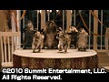 Dmm Com アニマル ウォーズ 森林帝国の逆襲 Dvdレンタル