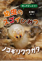 知ってびっくり！幼虫のスゴイひみつノコギリクワガタ