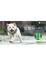 卓上 二代目 和風総本家 豆助 2020年カレンダー