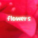 compilation album ｢flowers｣ 初回プレス特典/DVD付