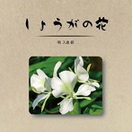 入倉都/しょうがの花