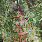 ROSALI/BITE DOWN