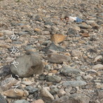 TSUNEI/かがやいて