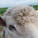 No.MEN/BAA， AS THE SHADOWS LOOM