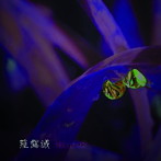 ALEISTER/薤露誠