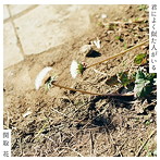 関取花/君によく似た人がいる
