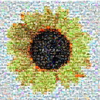 EVERLONG/LUCCI/SAME/フラクタル