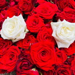 ハイエナカー/世界中に張り巡らされてる運命の赤い糸を全部切って僕に繋いで!?