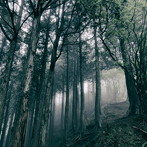 Akira Kosemura/In The Dark Woods（DVD付）