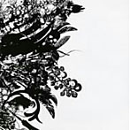 殻/分裂後