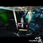 MEJIBRAY/羽花（Bタイプ）（初回限定盤）（DVD付）