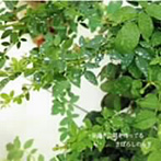 まぼろしのみぎ/昼過ぎに朝を待ってる