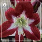 Char/STAYING ZICCA