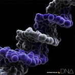 MONKEY MAJIK/DNA（Blu-ray Disc付）