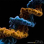 MONKEY MAJIK/DNA（DVD付）