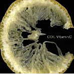 COIL / Vitamin C