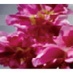 MONDO GROSSO/何度でも新しく生まれる（DVD付）