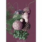 Tsukasa Inoue/EVOLVE（完全生産限定盤）（DVD付）
