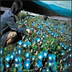レミオロメン/朝顔 （CCCD）