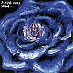 白鳥マイカ/花園
