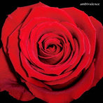 WELL DONE SABOTAGE/ambivalence