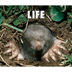 フジファブリック/LIFE