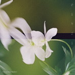 Omoinotake/ひとりごと